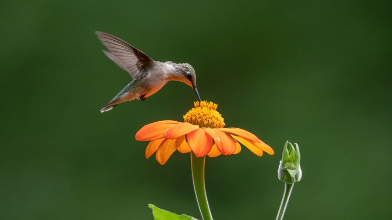 Hummingbird eating from Mexican Sunflower