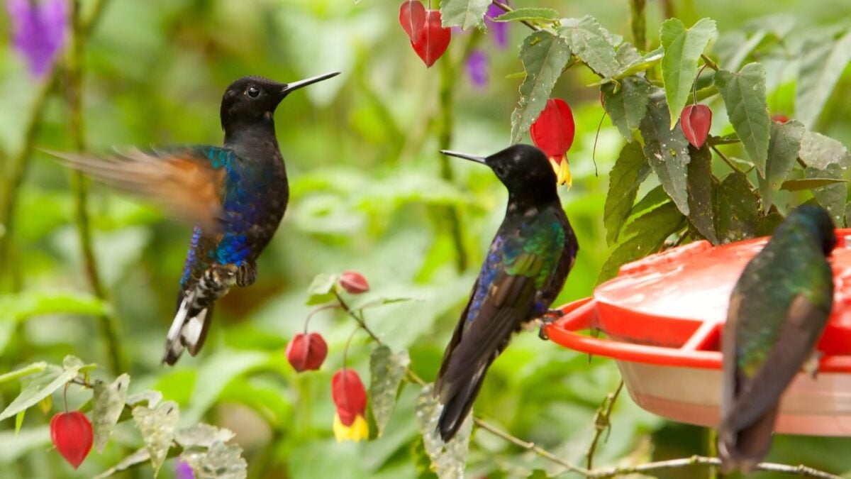 hummingbirds gathered around a feeder, and surrounded by vegetation. 
