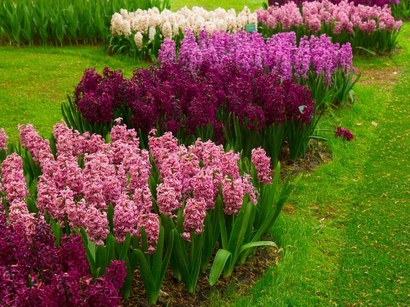 Hyacinth flowers