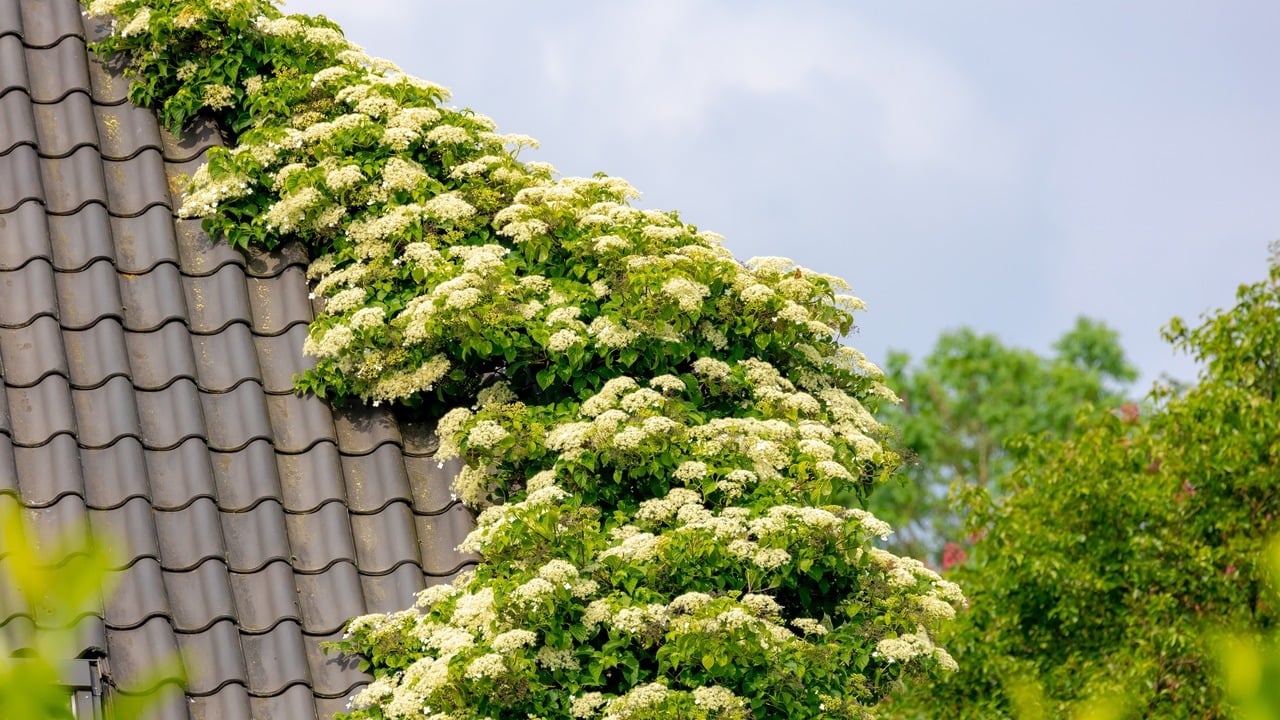 Selective focus of white flower Climbing hydrangea cover brick roof house with green leaves, Hydrangea petiolaris is a species of flowering plant in the family Hydrangeaceae, Natural floral background