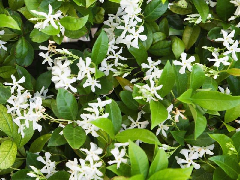 Jasmine