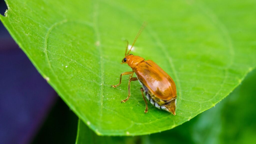 Juvenile bombardier beetle