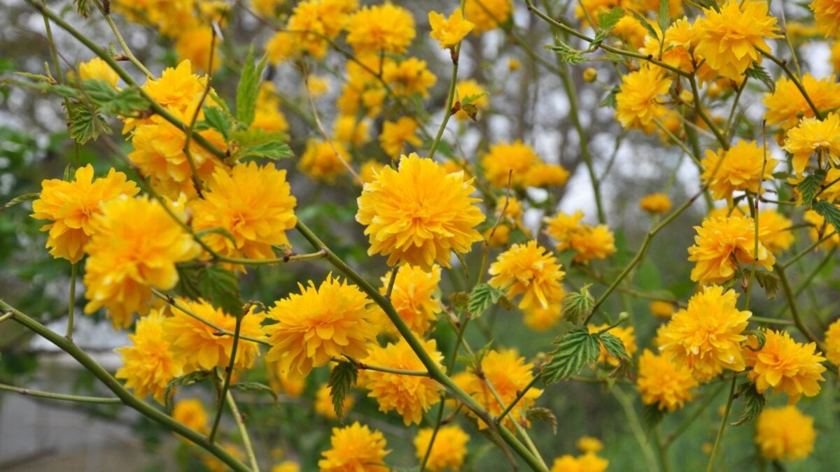 Kerria japonica