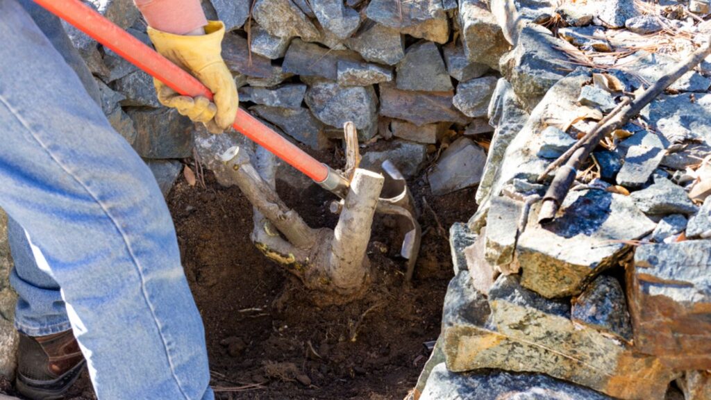 Landscaper using a iron rod to cut roots for a stump removal near a rock wall