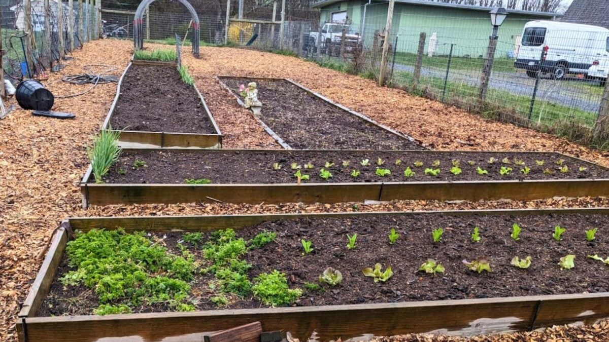 large vegetable garden in the spring.