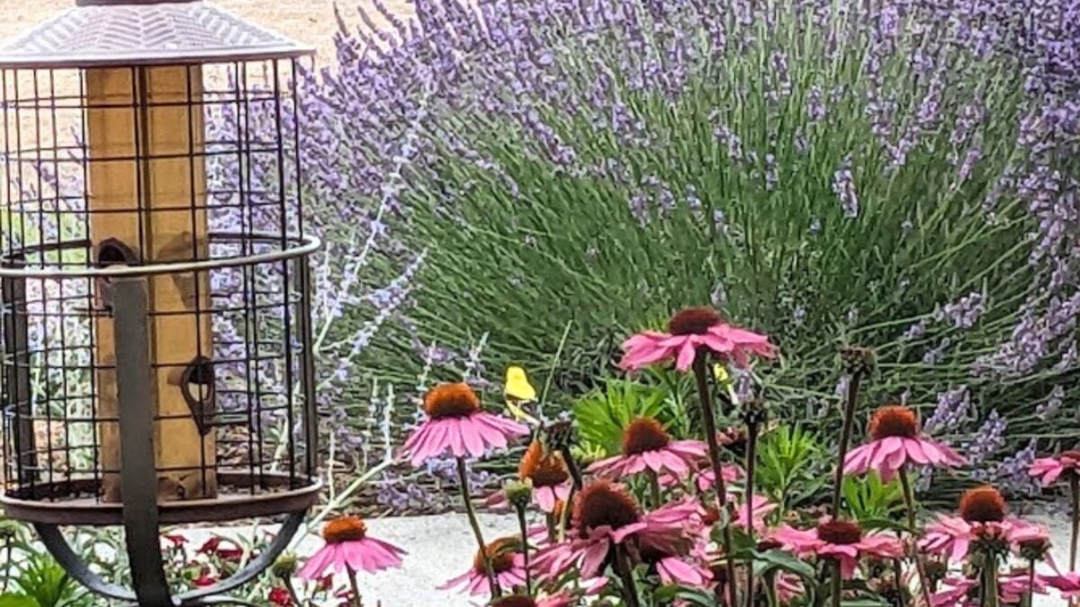lavender and echinacea planted together next to a bird feeder.
