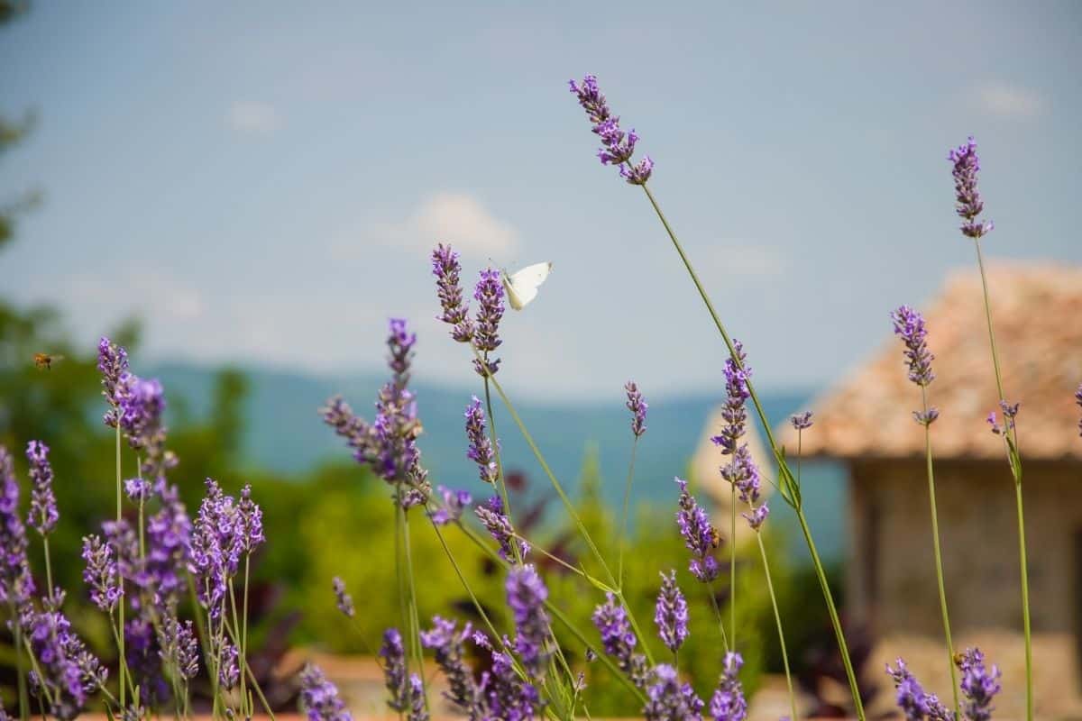 butterfly on lavender flowers