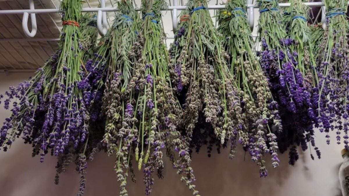 lavender hanging in my closet to dry. 