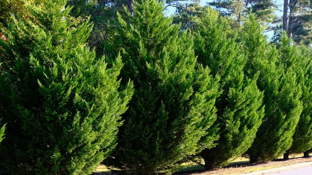 Leyland Cypress Trees in a Row along Road as hedge