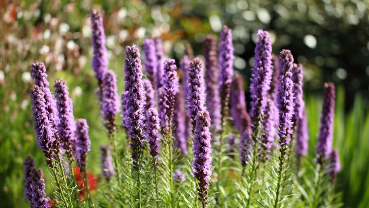 Liatris spicata purple flowers.