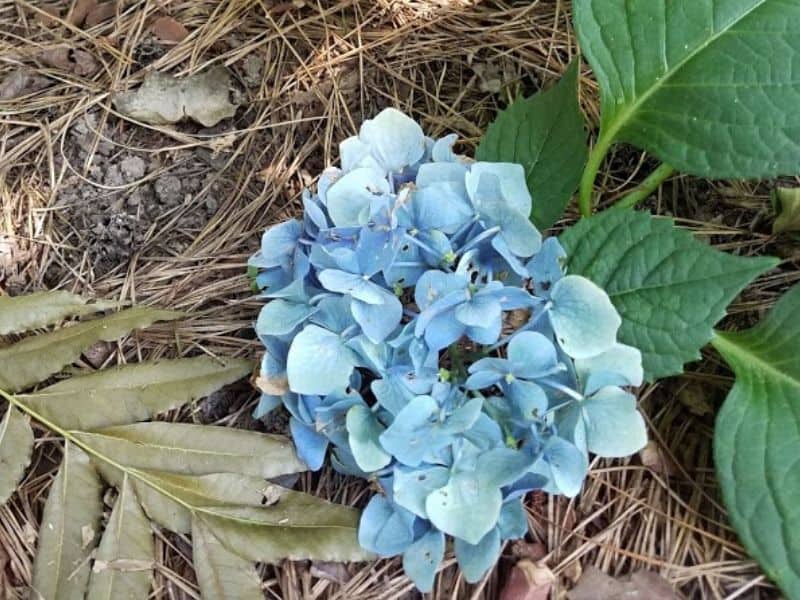 Light blue hydrangea
