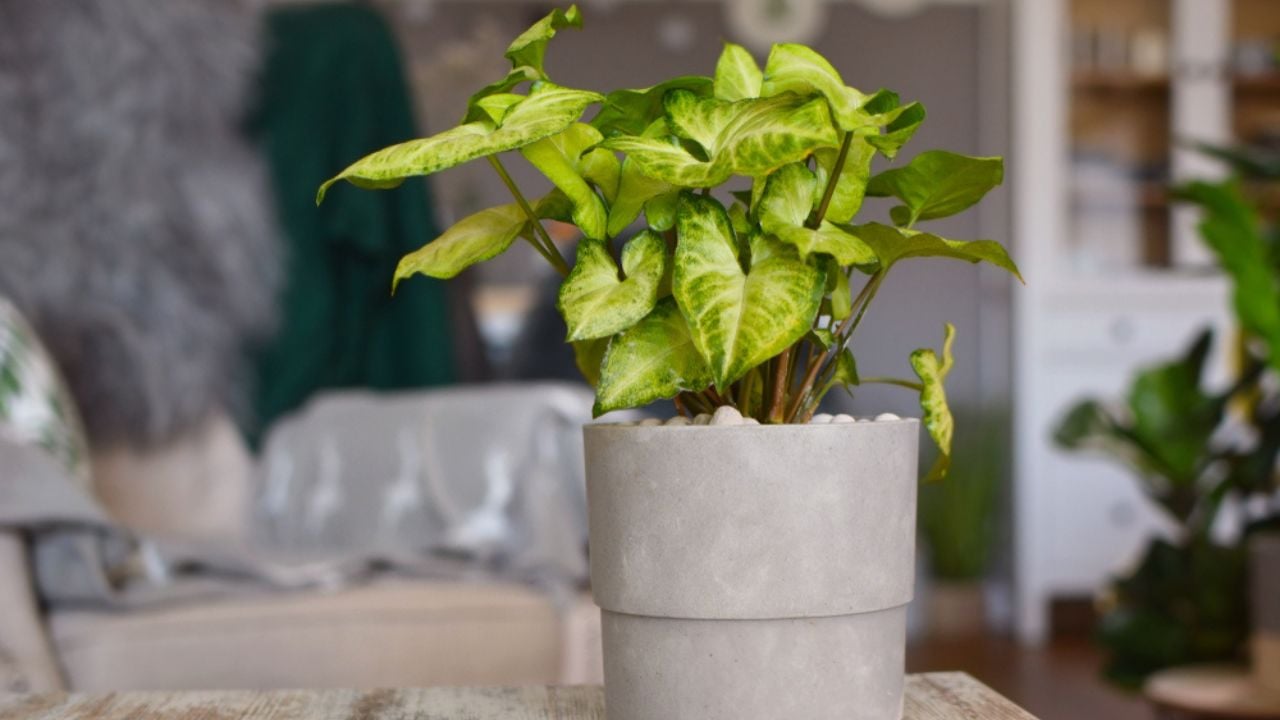 Light green exotic Syngonium Podophyllum vine plant in gray flower pot on table in living room