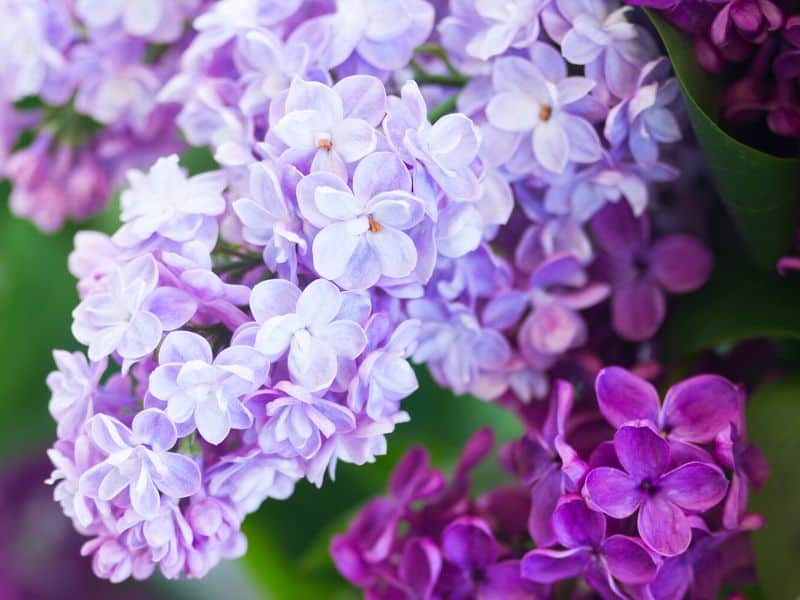 Lilac flowers