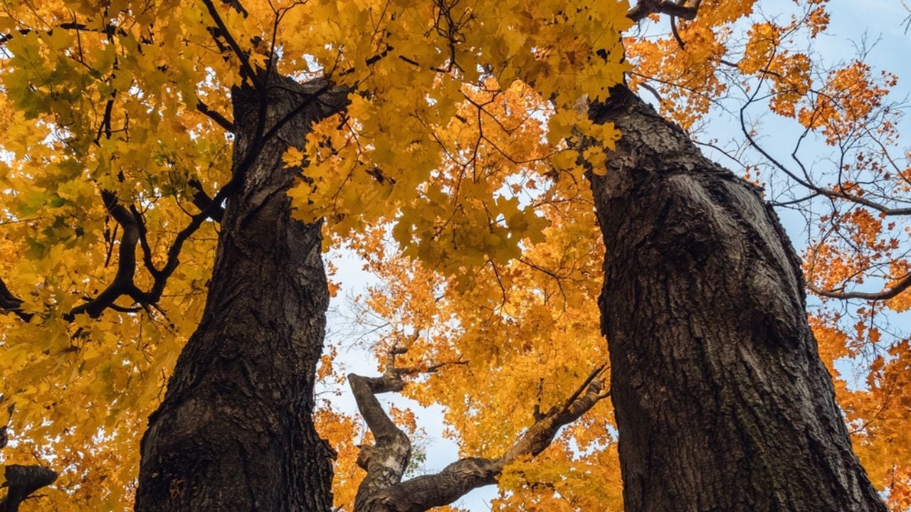 Looking up at two silver maple trees during fall