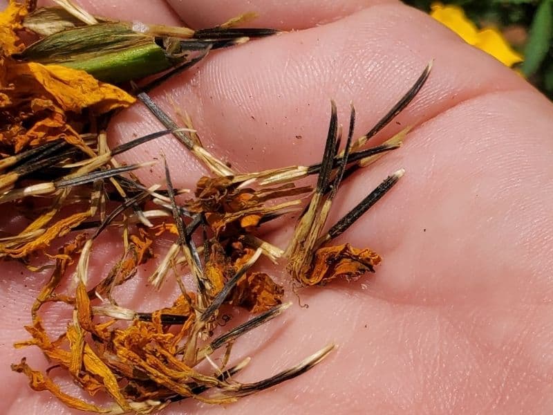 marigold seeds