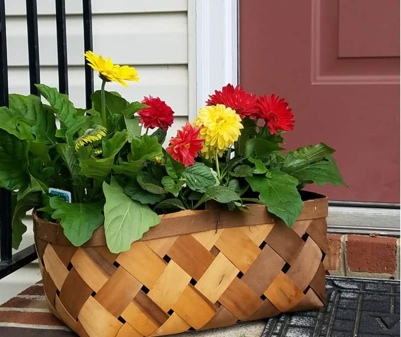 A market basket filled with colorful Monrovia flowers - a welcome show of color to my simple front door.