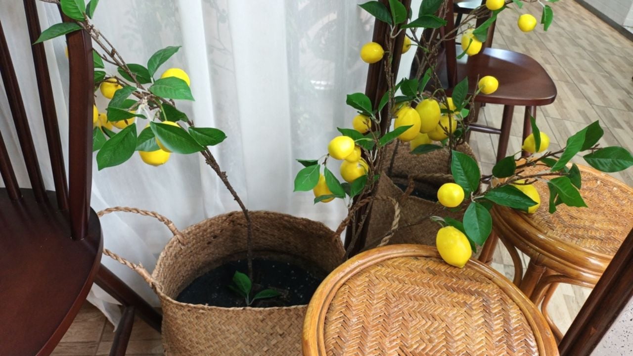 Meyer lemon (Citrus x meyeri) is growing in the brown wooden pot. It is yellow.