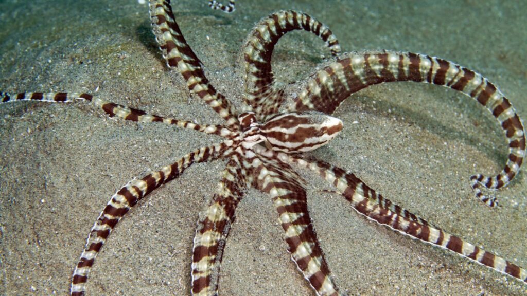 Mimic octopus (thaumoctopus mimicus) in the Red Sea