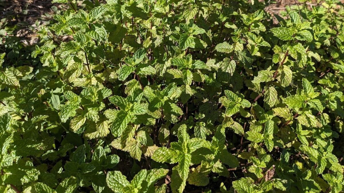 mint plant in my garden. 