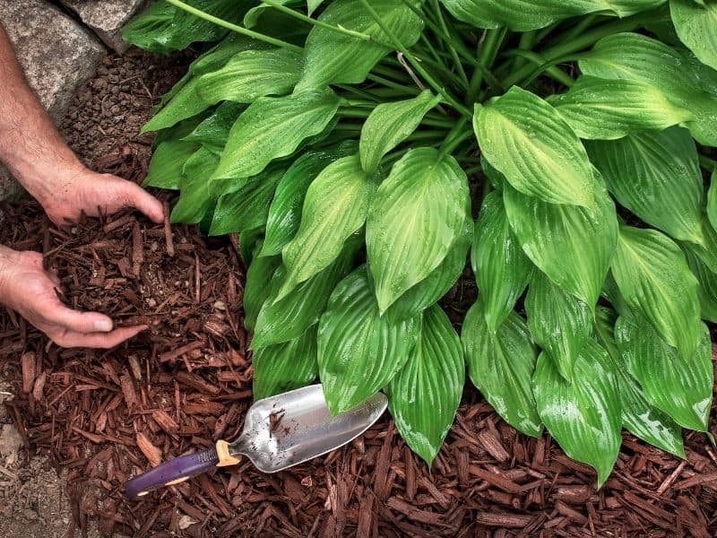 man mulching around a Hosta plant