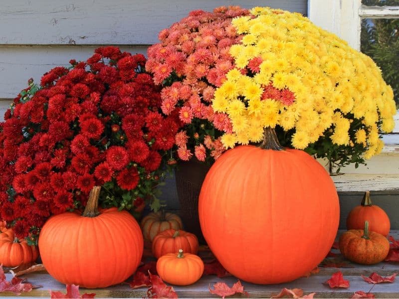 Gorgeous mums and pumpkins
