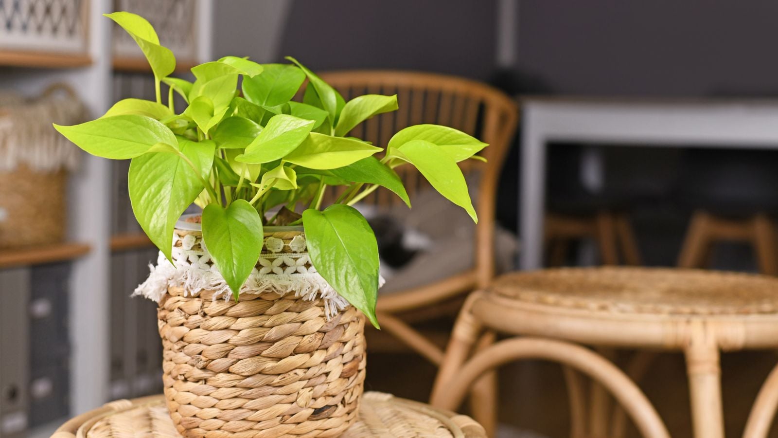 Neon pothos in a raffia pot. 
