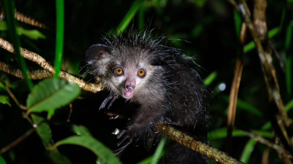 One of The rare Aye-Aye lemur that is only nocturnal