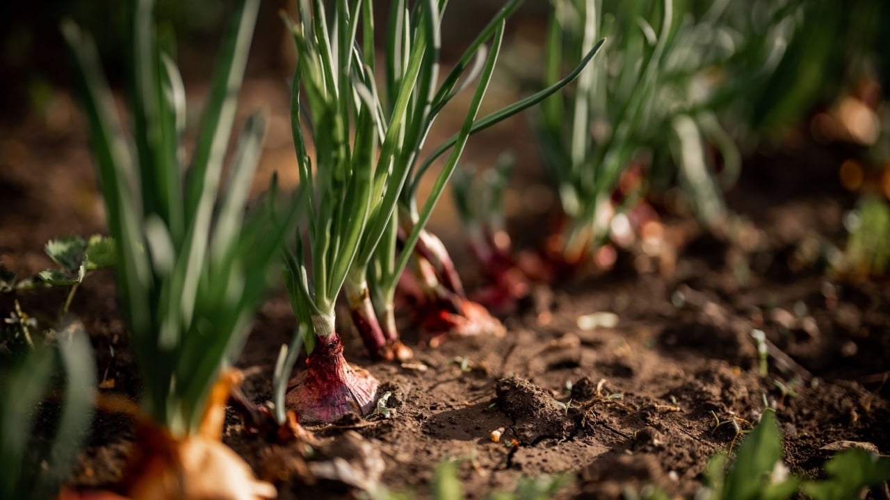 Onion bulbs in soil, plantation in country garden, growing vegetables