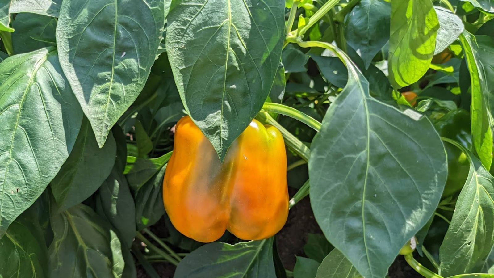 Orange bell pepper growing in the garden.