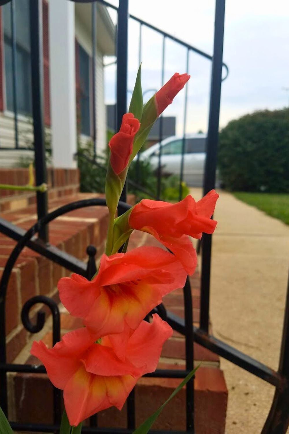 orange gladiola flower by my front door.