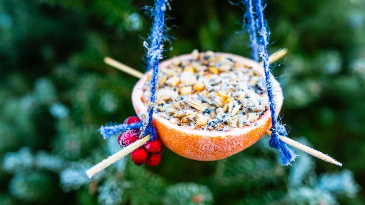 fresh orange filled with bird seed, hanging in a tree. 