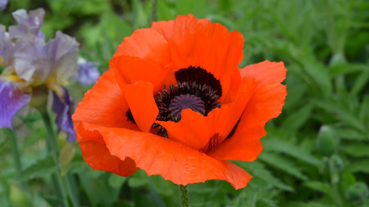Blooming Oriental poppy, scientific name Papaver orientale