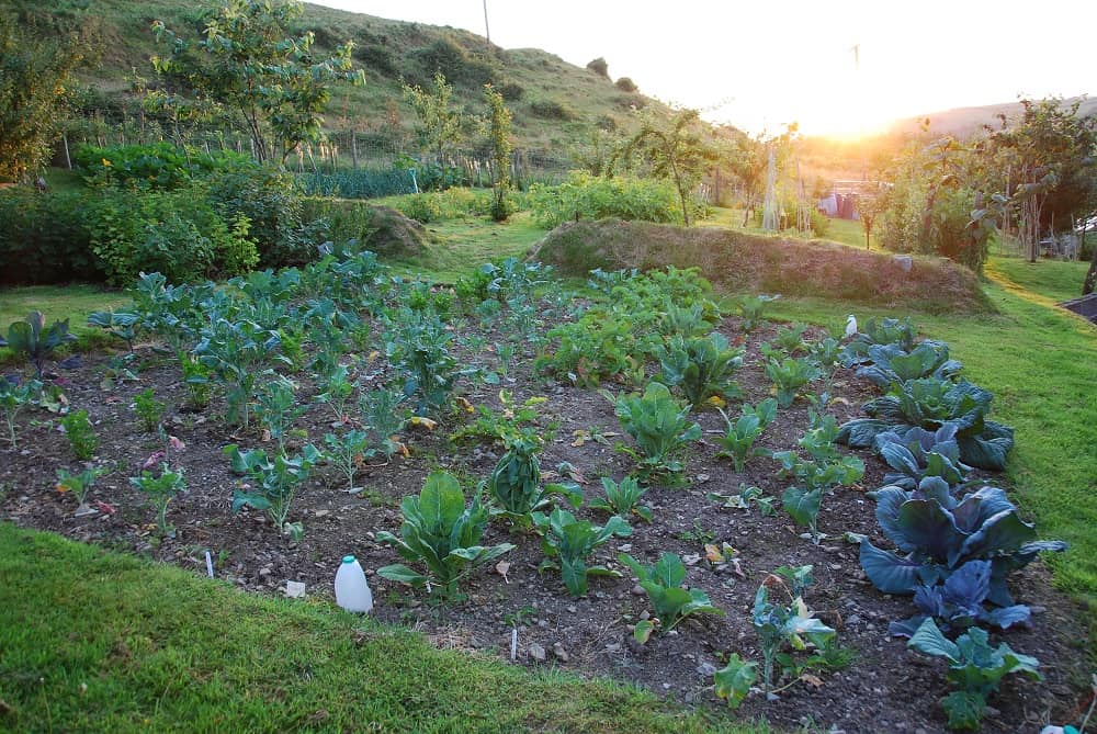 our garden