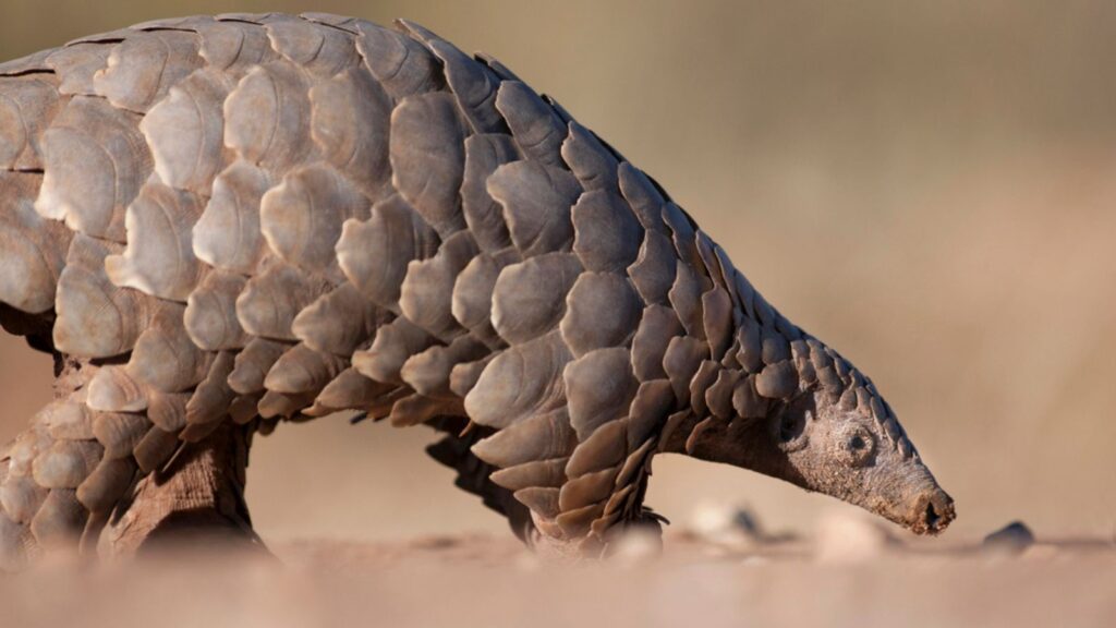 Pangolin searching for ants