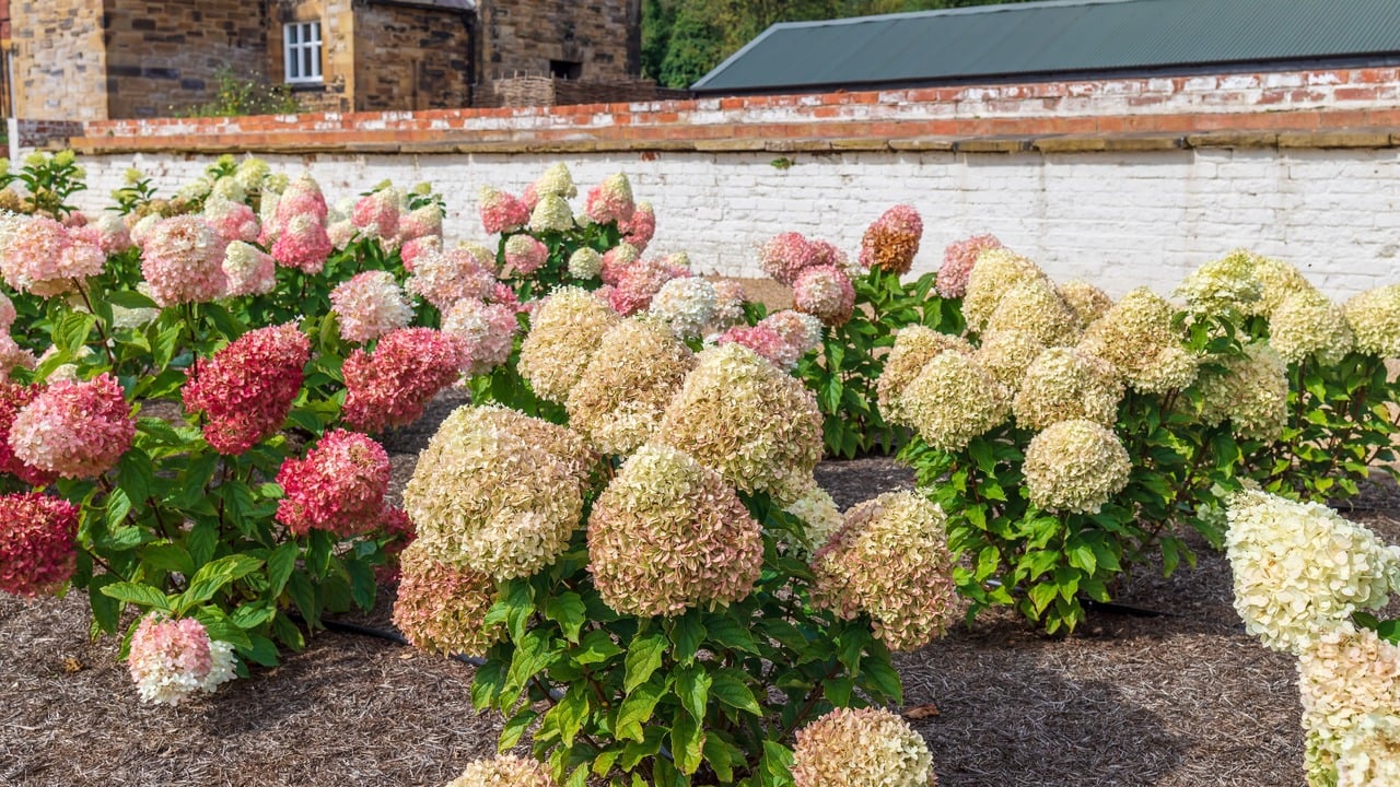 Panicle hydrangea (1)