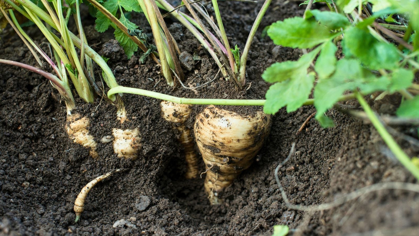 Parsnips in the garden.