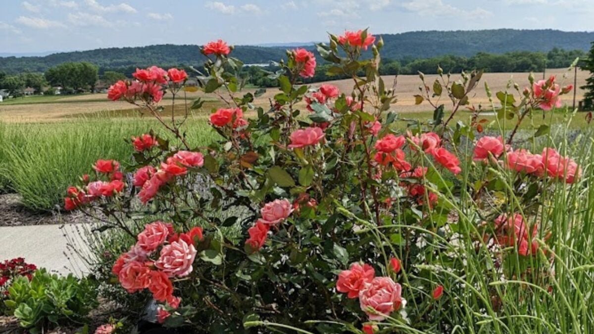 knoock-out roses