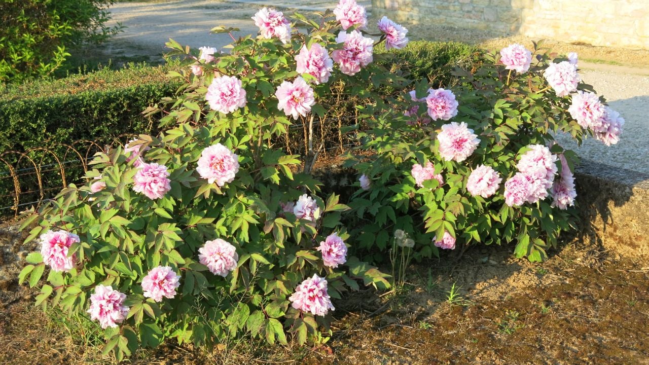 Peony