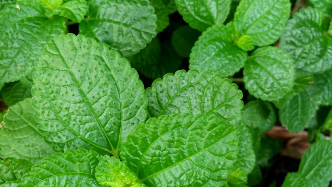 peppermint