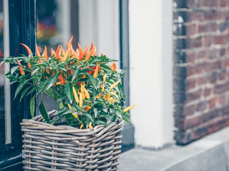 Colorful peppers growing in a container