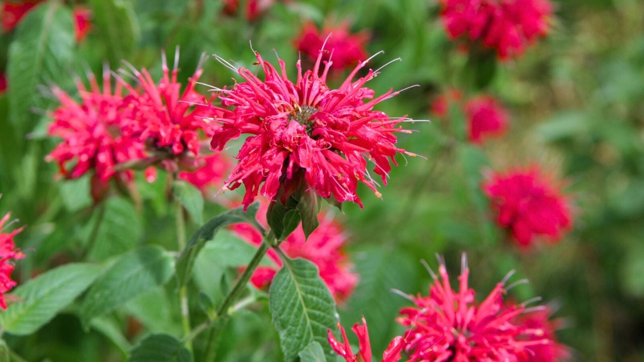 Petit delight bee balm flowers.
