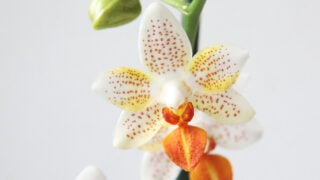 Phalaenopsis Mini Mark 2