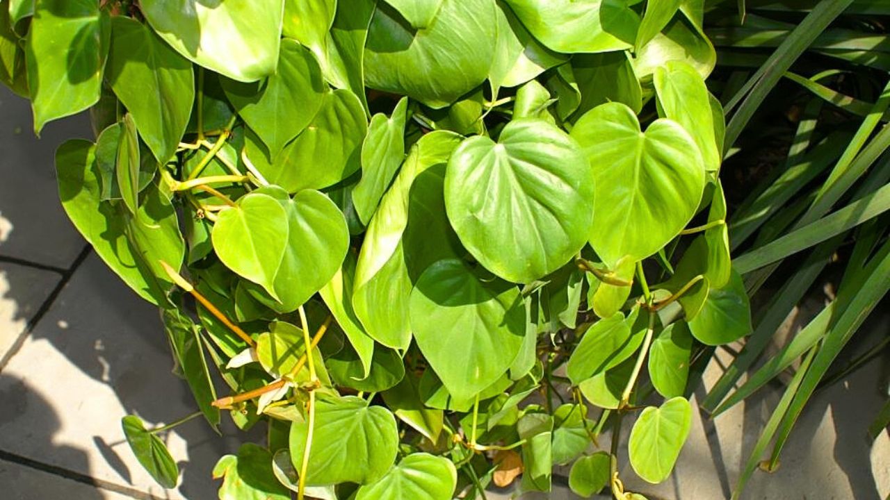 Philodendron hederaceum, Heart-leaf Philodendron