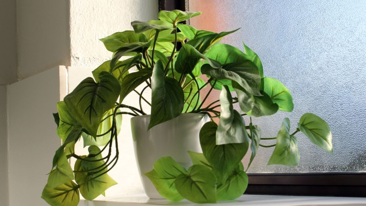 Philodendron plant in a pot next to a window in a bathroom