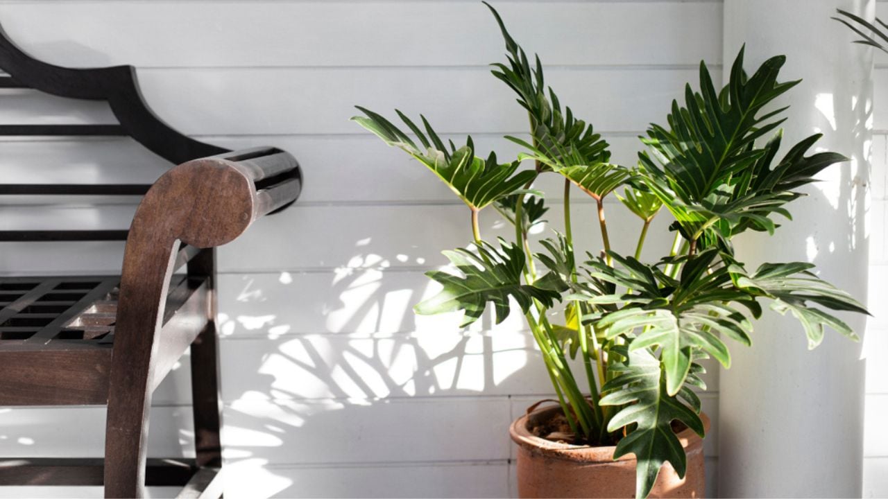 Philodendron xanadu (Winterbourn) in a pot on white background.