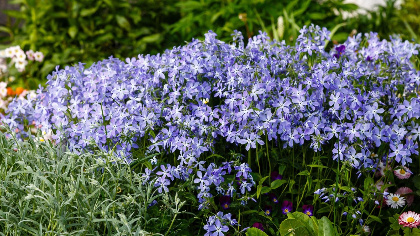 purple creeping phlox