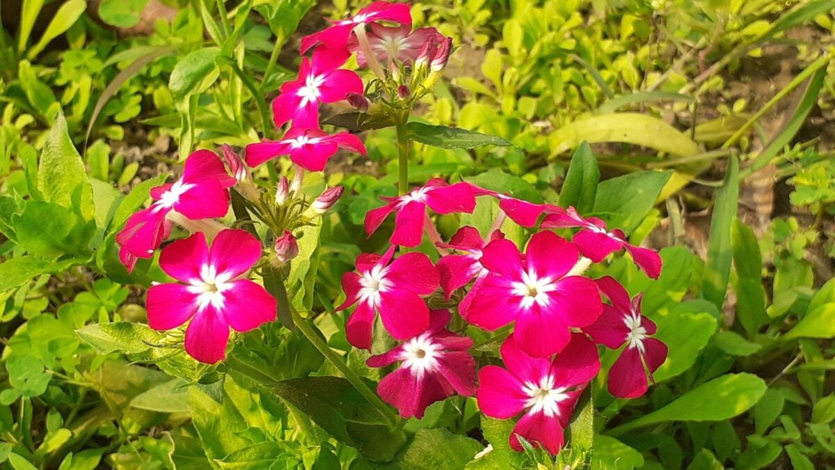 Red annual phlox.