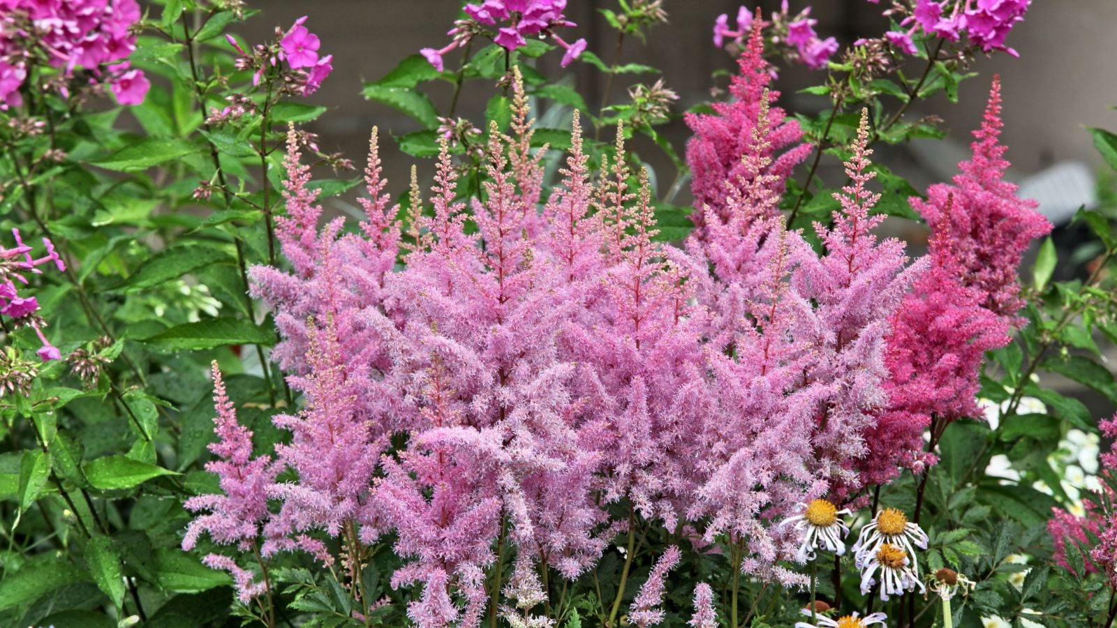pink astilbe in flower garden.