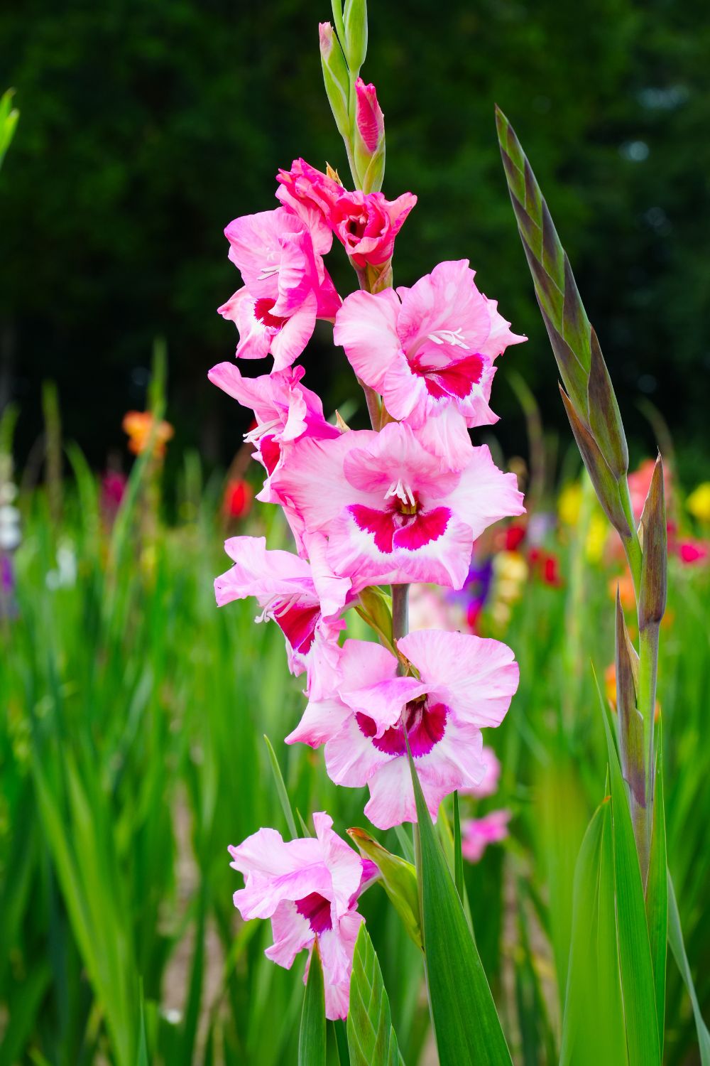 pink gladiolus flower.