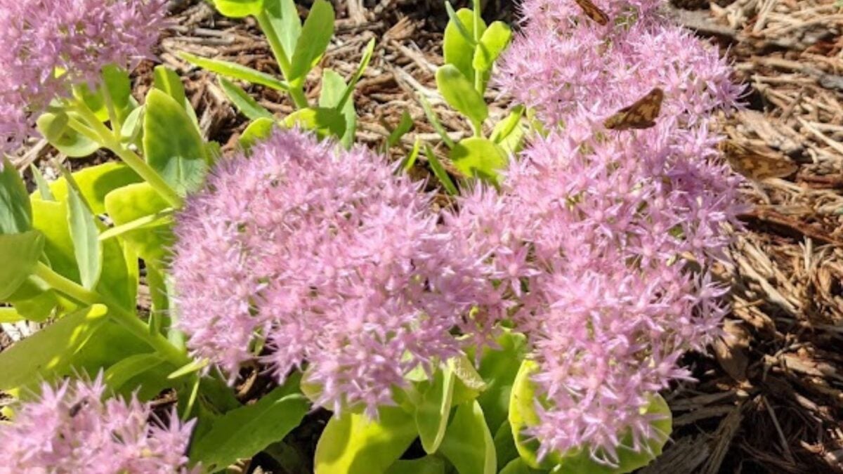 pink sedum flowers